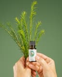 Melaleuca