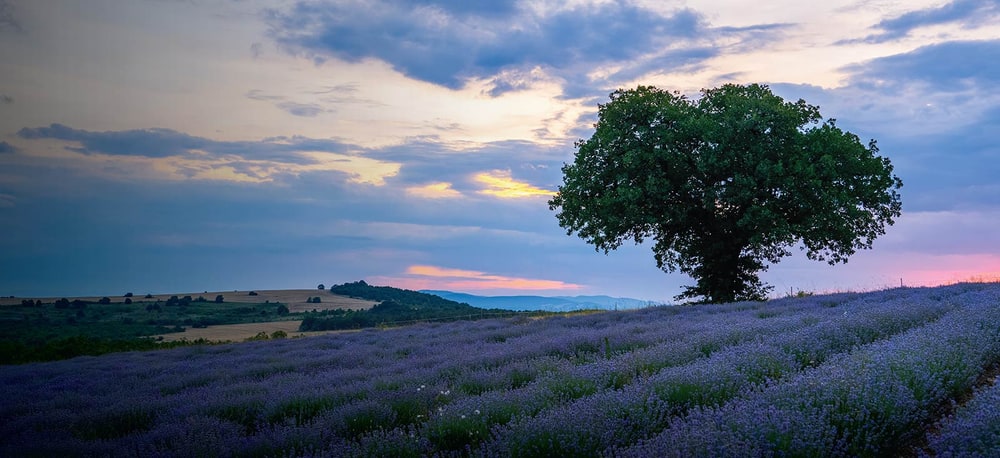 Rows of lavender in bloom under a sunset sky with a single tree on the hillside