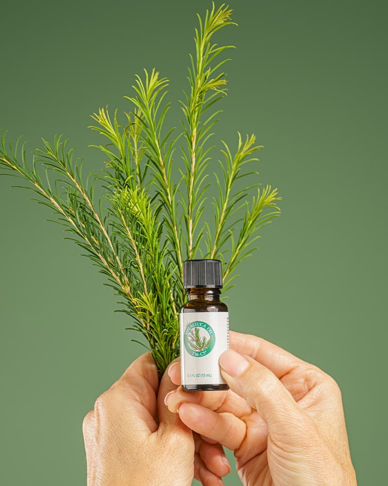 Melaleuca Oil (tea tree oil) held beside a tea tree sprig