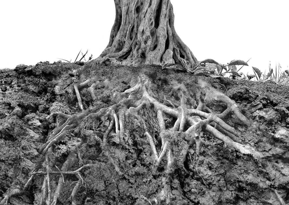 Black and white photo of an old olive tree trunk with its root system exposed in a cross-section of soil