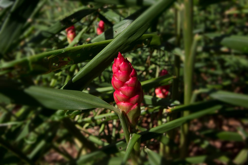 A pink ginger flower bud growing among green ginger leaves