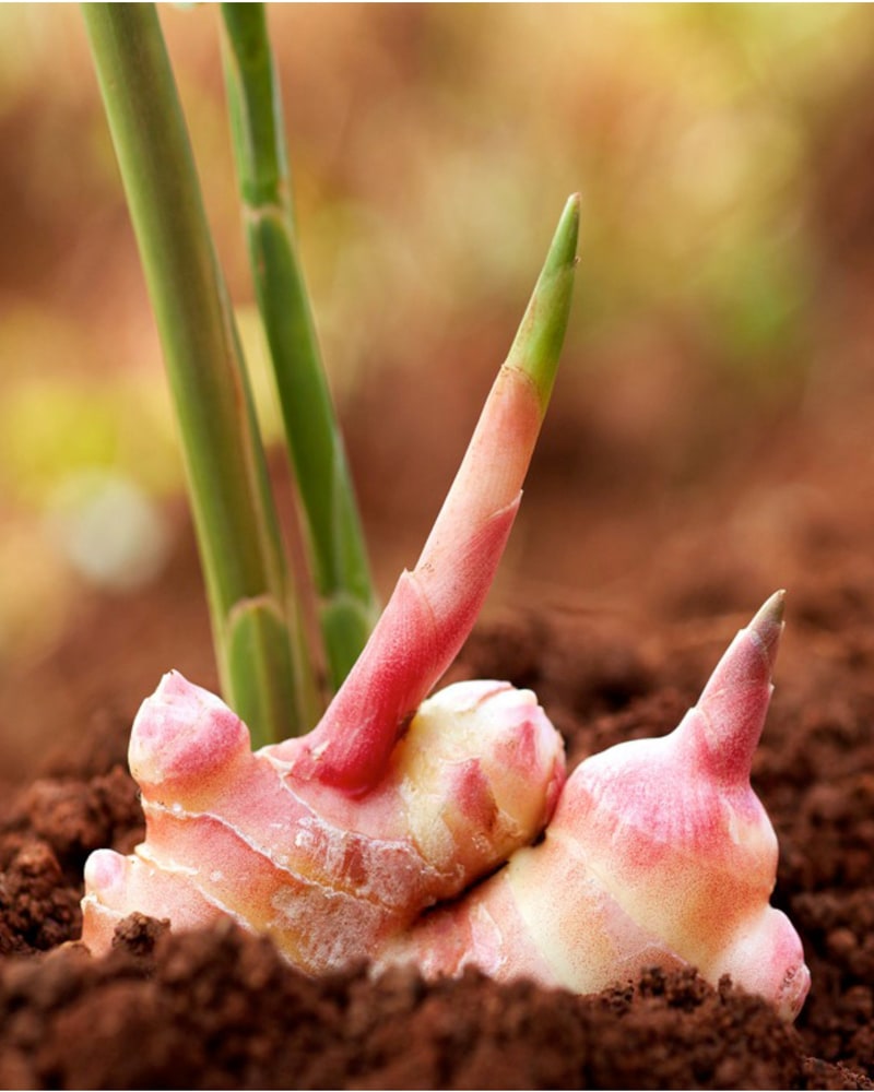 Fresh pink Fijian ginger root